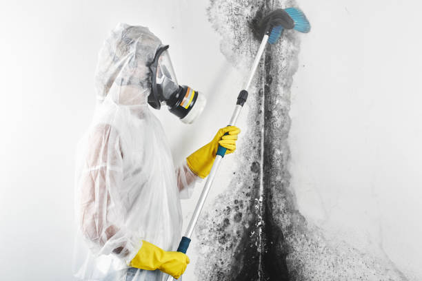 Dehumidification Services in Wesley Chapel, NC