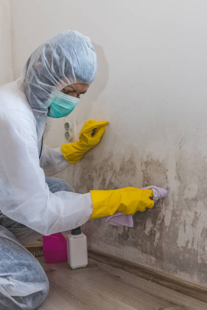 Best Comprehensive Air Testing for Mold Contaminants  in Wesley Chapel, NC
