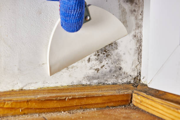 Trusted Wesley Chapel, NC Mold Removal Experts